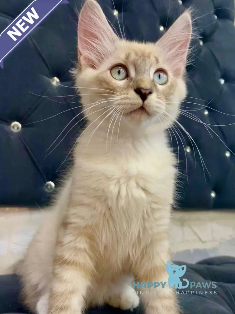 Shoroh Maine Coon male black tabby with white pointed live animals