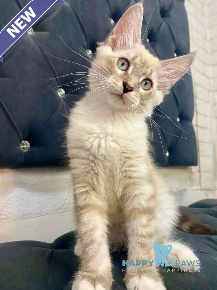 Shoroh Maine Coon male black tabby with white pointed live animals