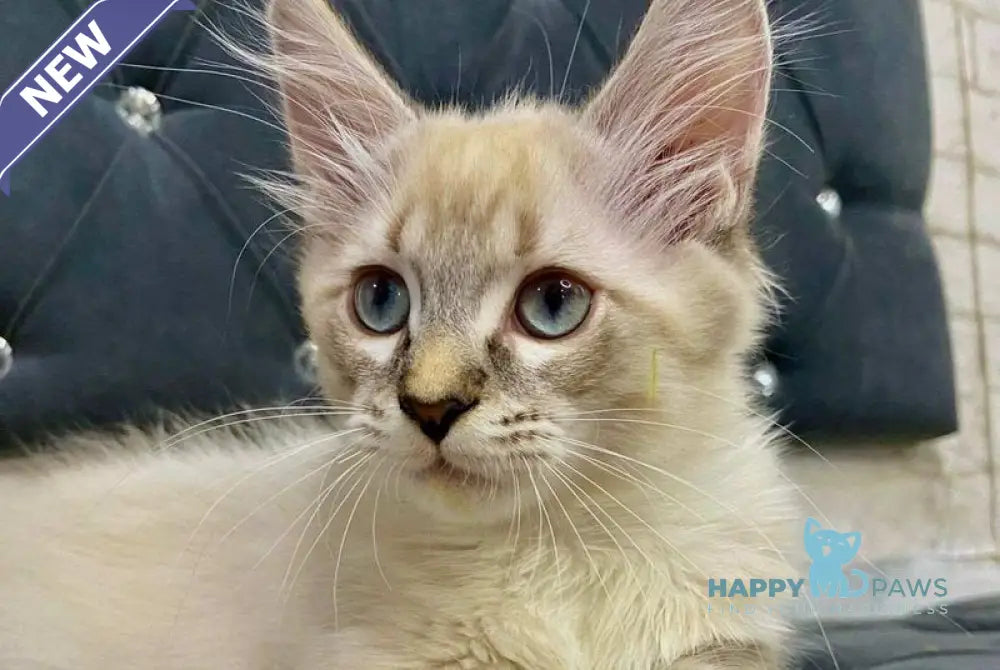 Shoroh Maine Coon male black tabby with white pointed live animals