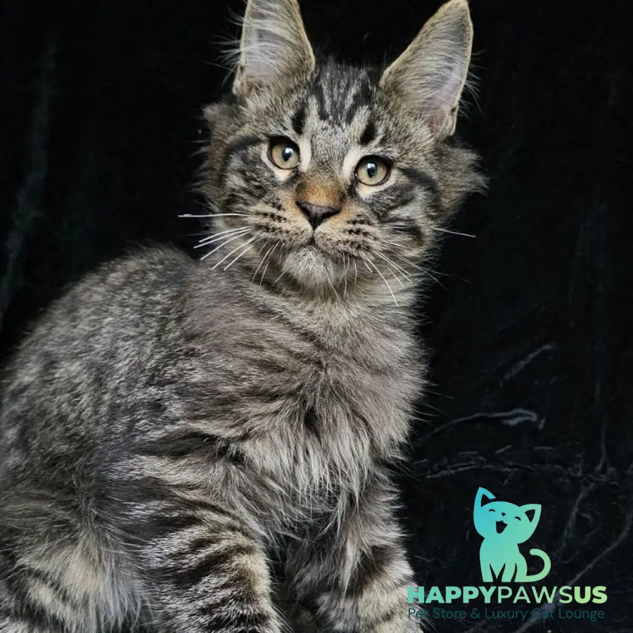 Shtorm Maine Coon male black silver spotted tabby - live animals