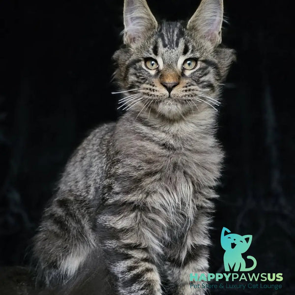 Shtorm Maine Coon male black silver spotted tabby - live animals