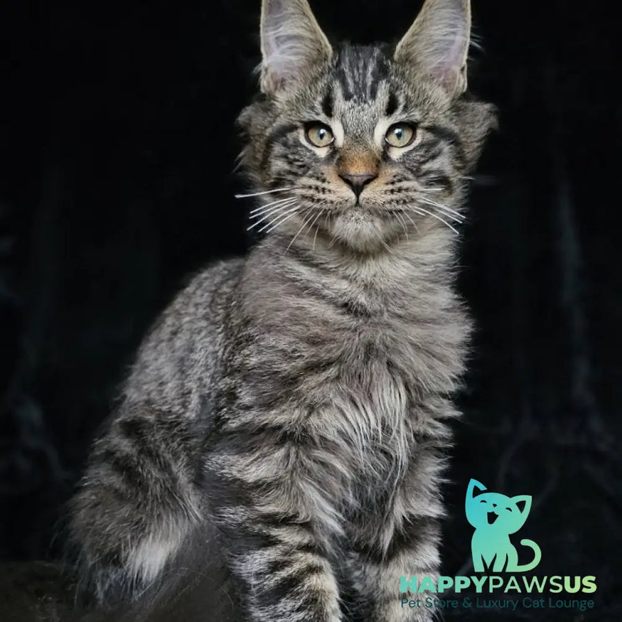 Shtorm Maine Coon male black silver spotted tabby - live animals