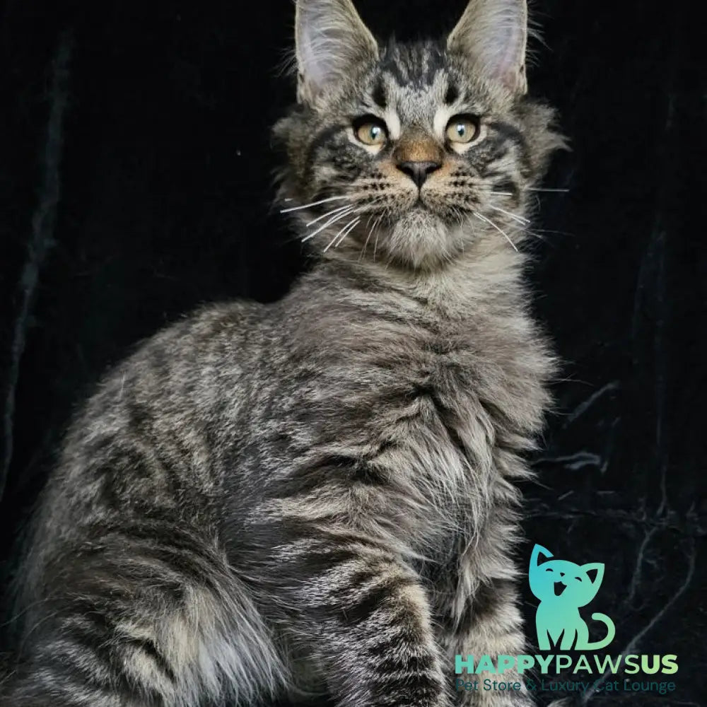 Shtorm Maine Coon male black silver spotted tabby - live animals