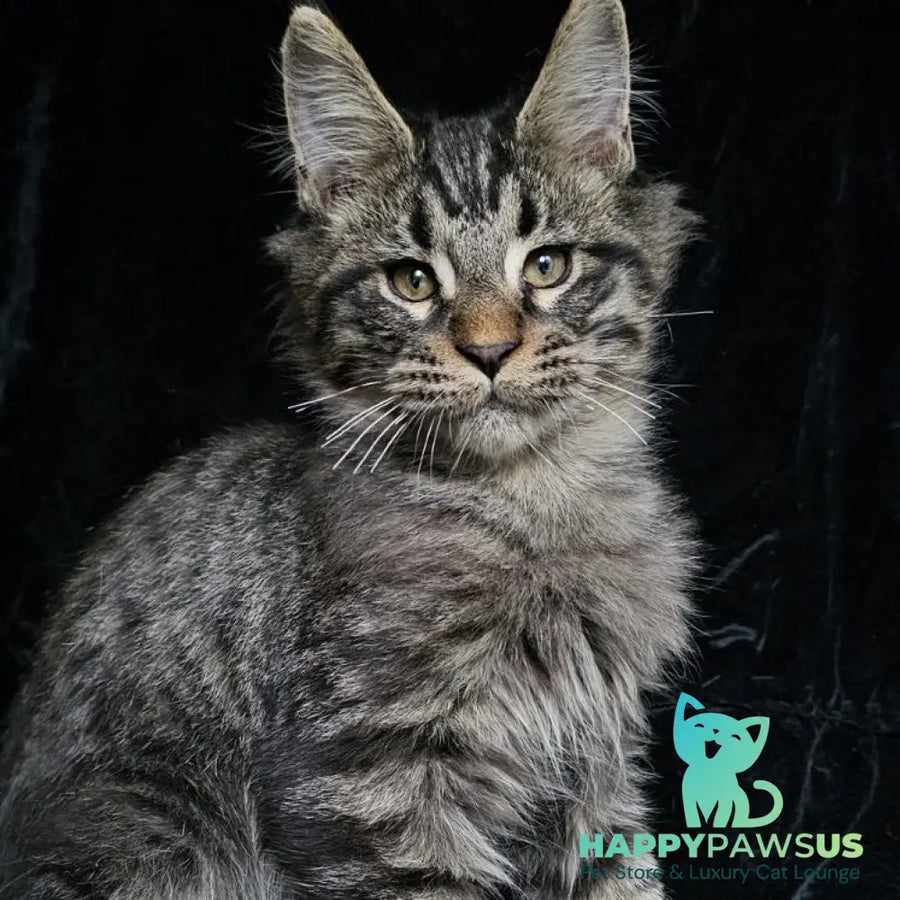 Shtorm Maine Coon male black silver spotted tabby - live animals