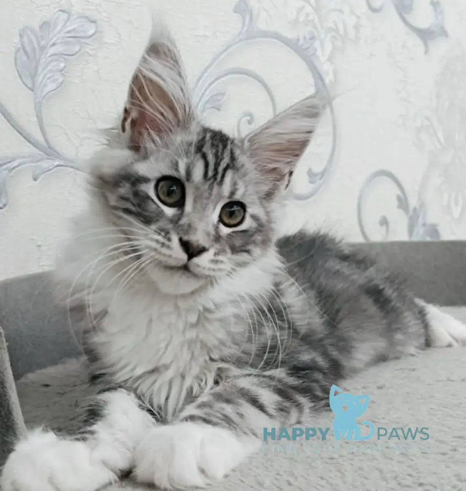 Siana Maine Coon female black silver tabby bicolour live animals