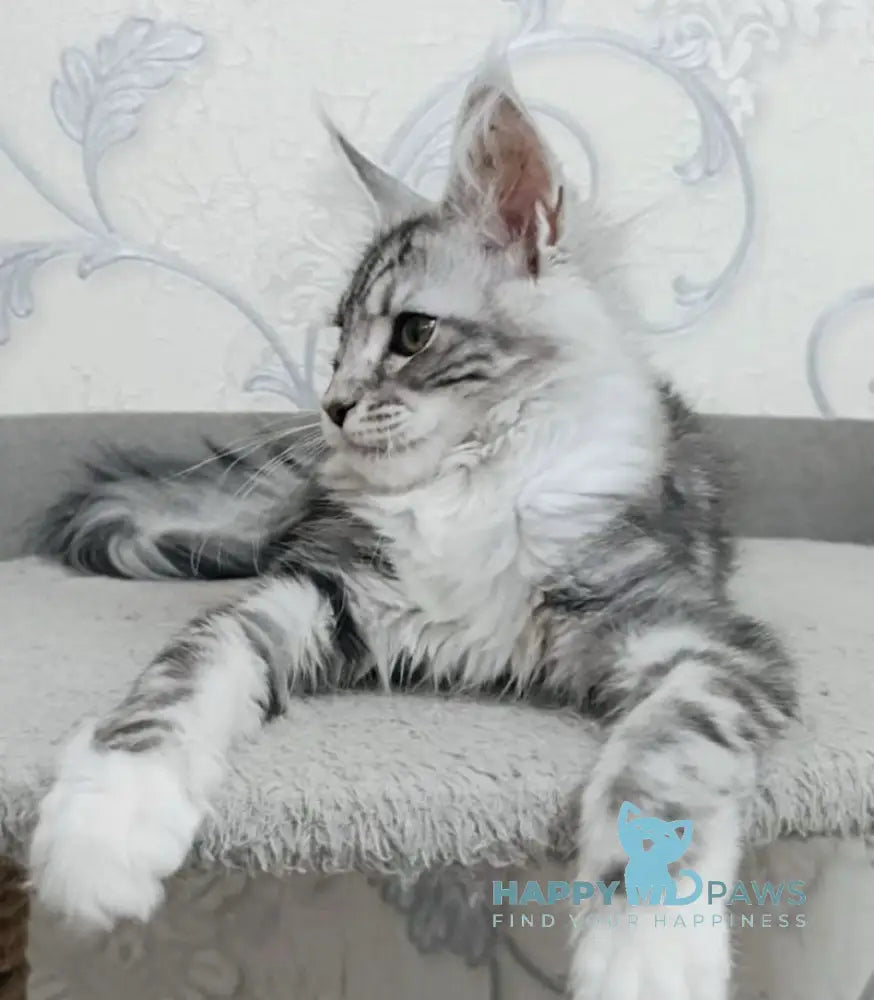 Siana Maine Coon female black silver tabby bicolour live animals