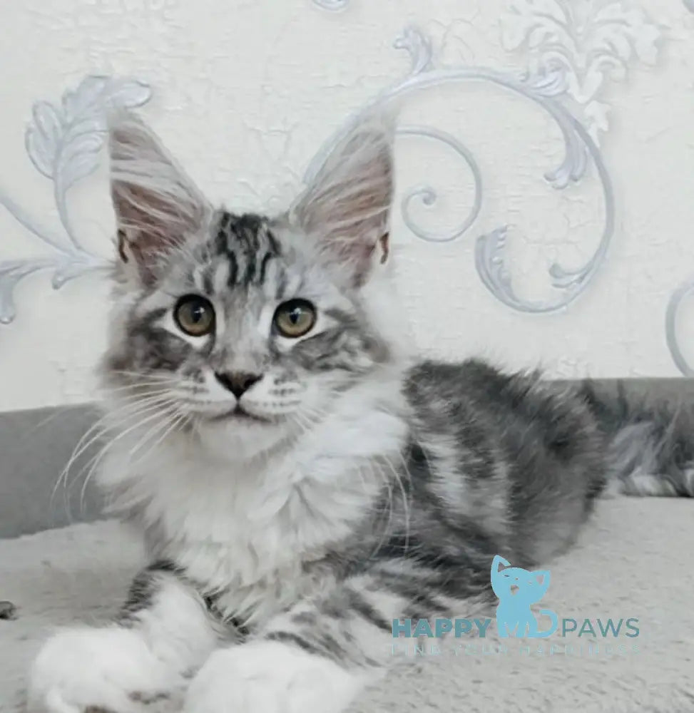 Siana Maine Coon female black silver tabby bicolour live animals
