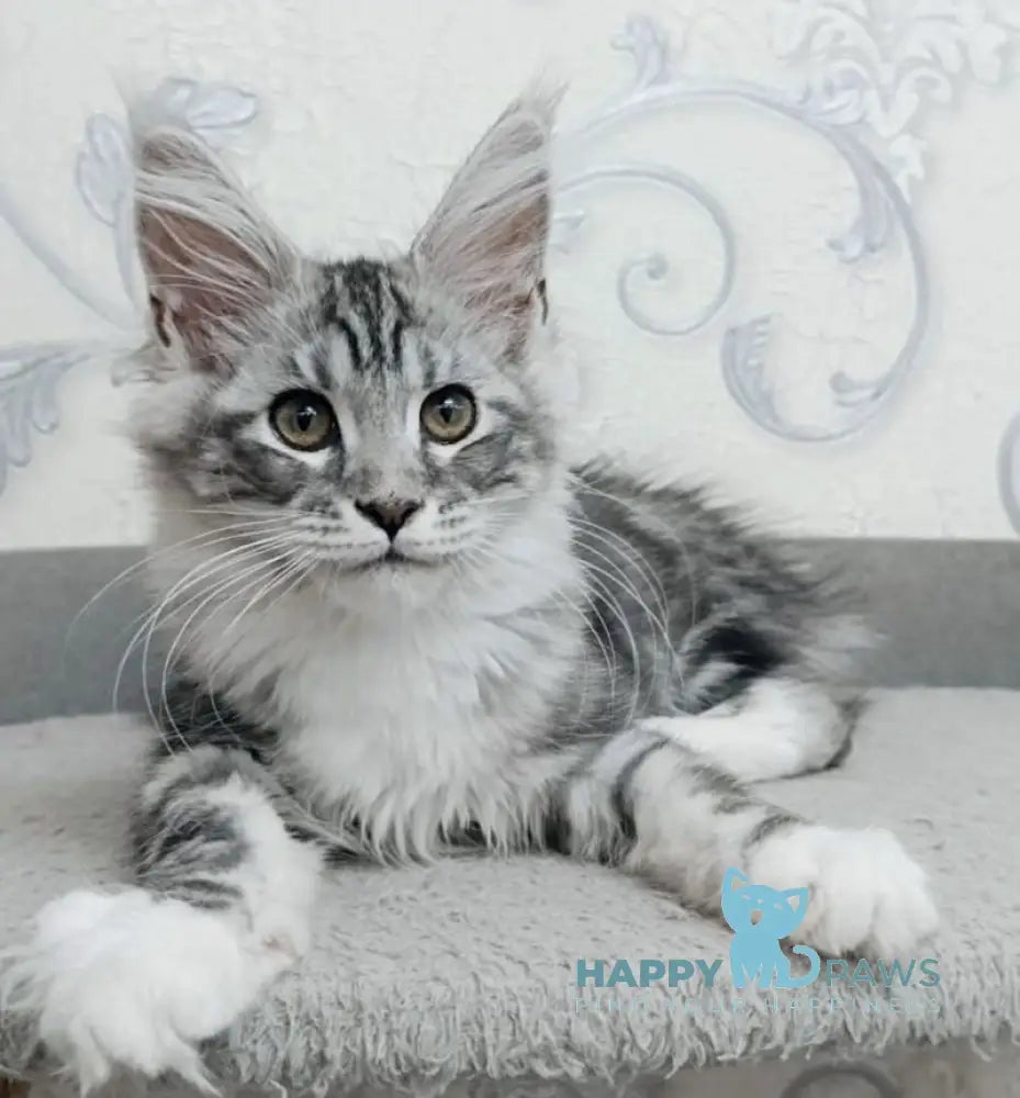 Siana Maine Coon female black silver tabby bicolour live animals