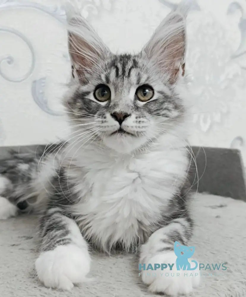 Siana Maine Coon female black silver tabby bicolour live animals