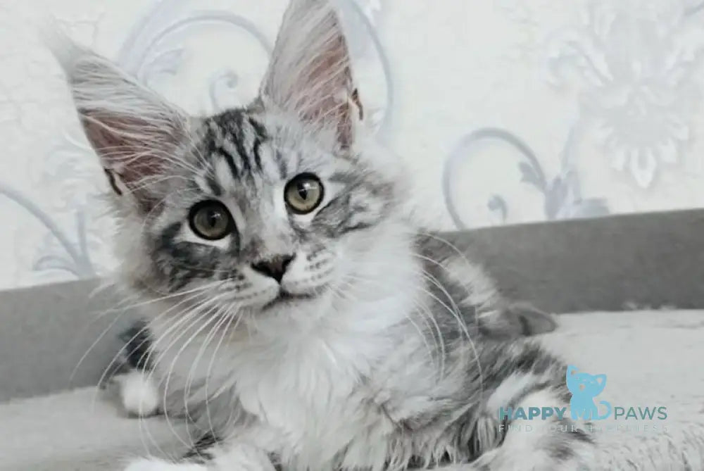 Siana Maine Coon female black silver tabby bicolour live animals
