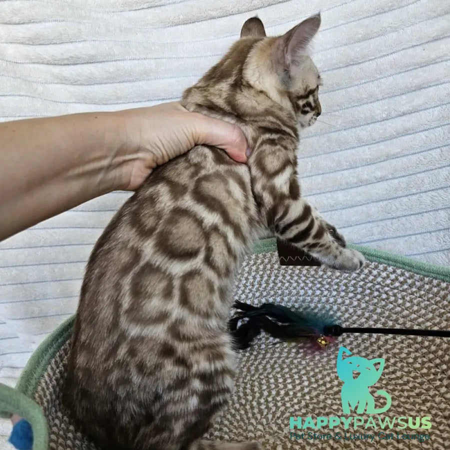Sid Bengal male black spotted tabby pointed - live animals