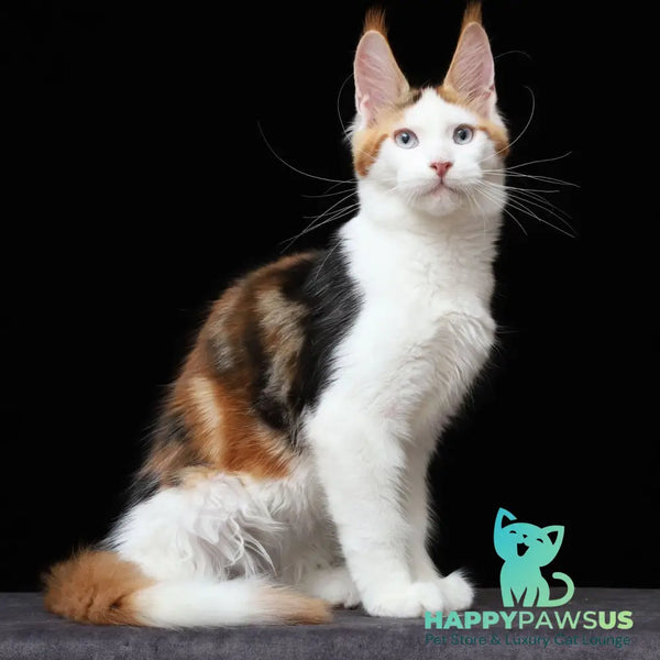 Sienna Maine Coon female black tortie tabby bicolour - live animals