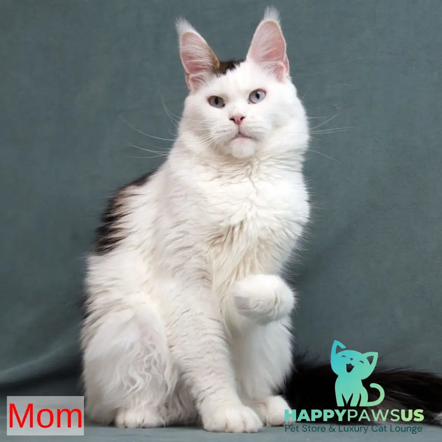 Sienna Maine Coon female black tortie tabby bicolour - live animals