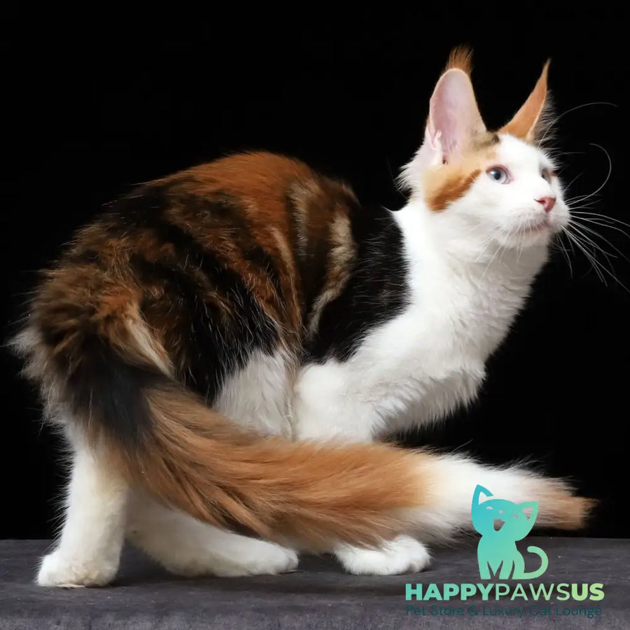 Sienna Maine Coon female black tortie tabby bicolour - live animals