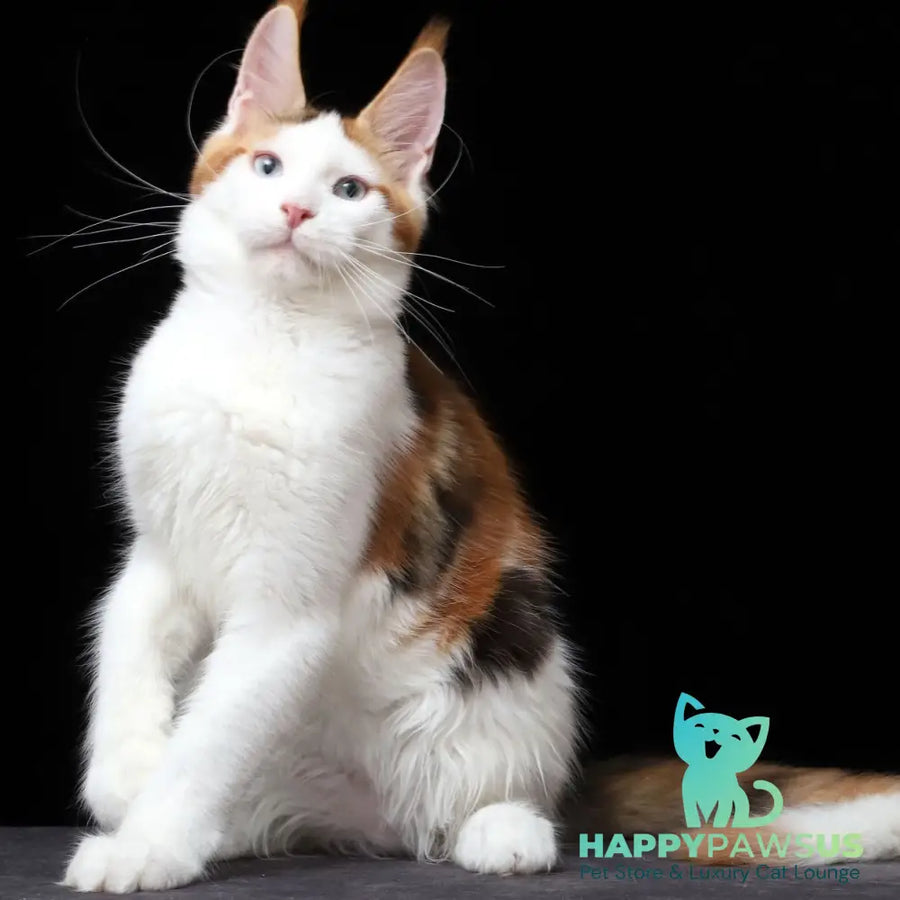 Sienna Maine Coon female black tortie tabby bicolour - live animals