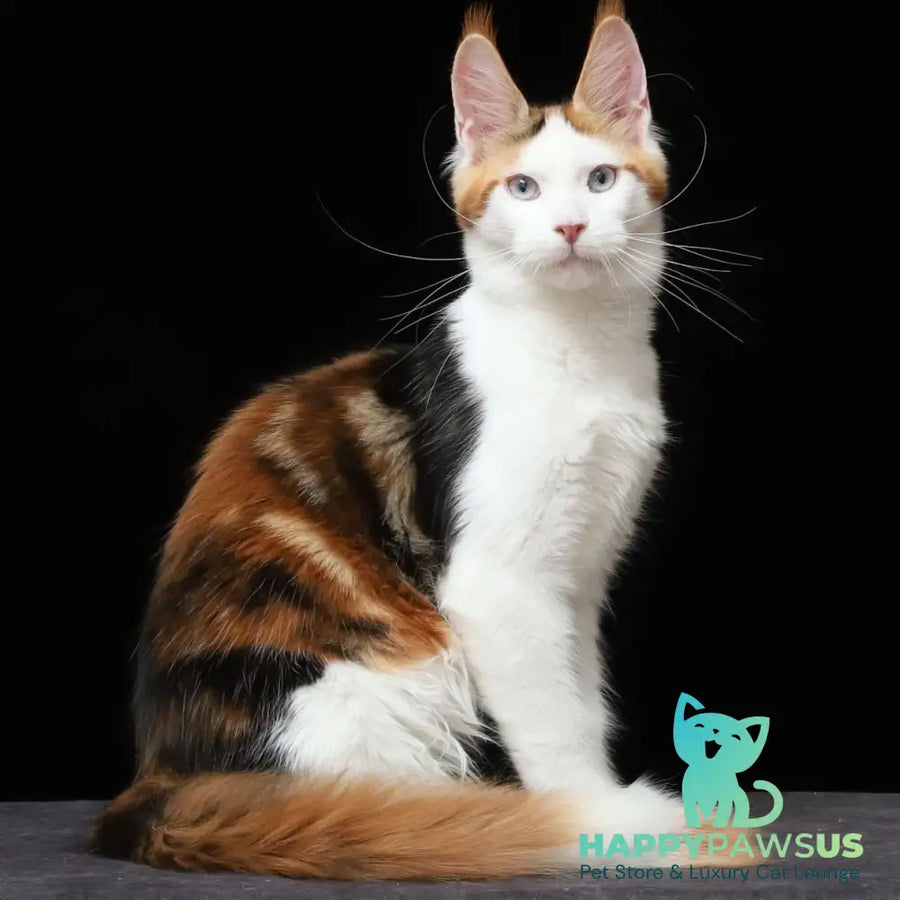 Sienna Maine Coon female black tortie tabby bicolour - live animals