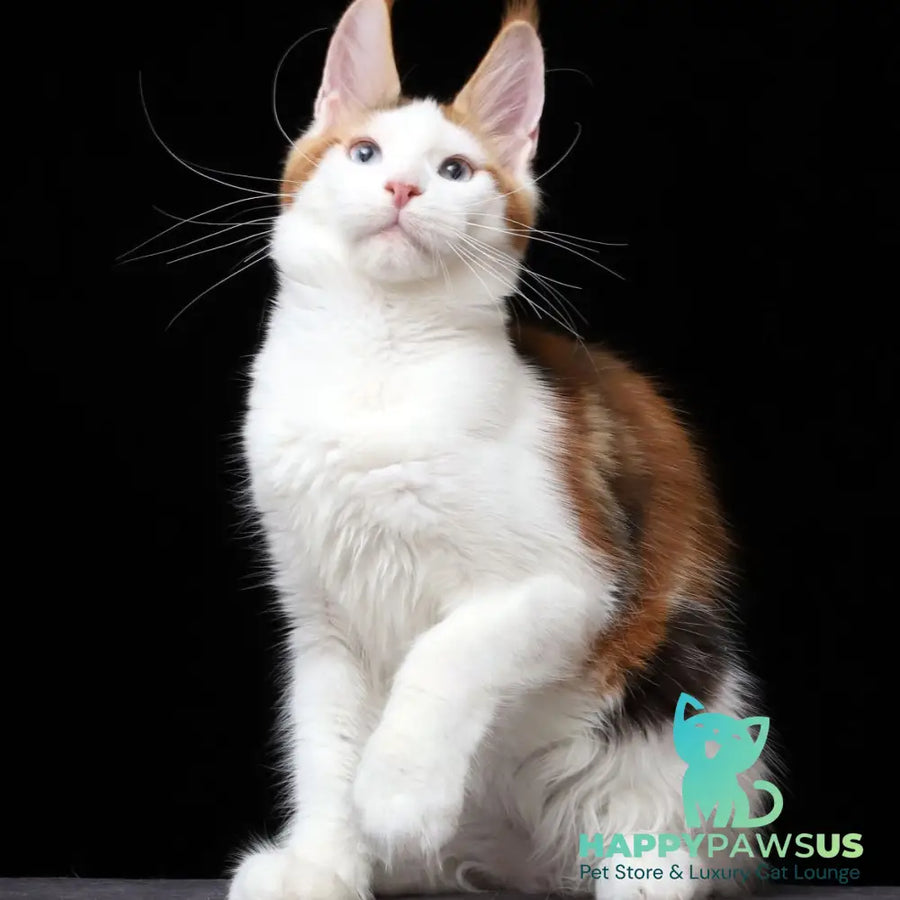 Sienna Maine Coon female black tortie tabby bicolour - live animals