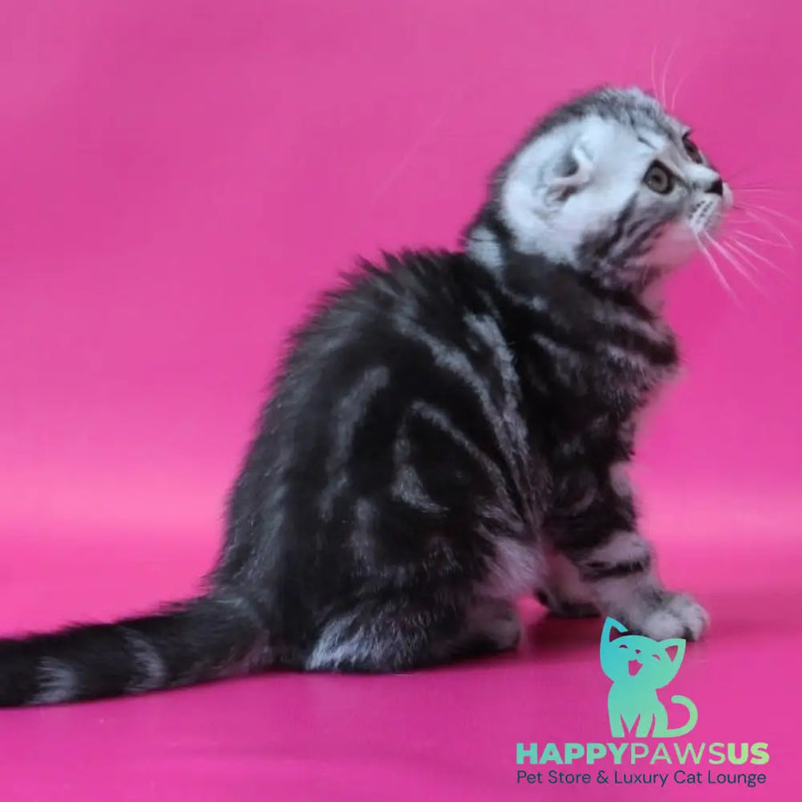 Sienna Scottish Fold female black silver tabby - live animals