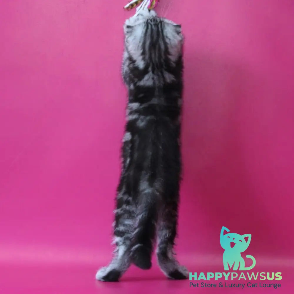 Sienna Scottish Fold female black silver tabby - live animals