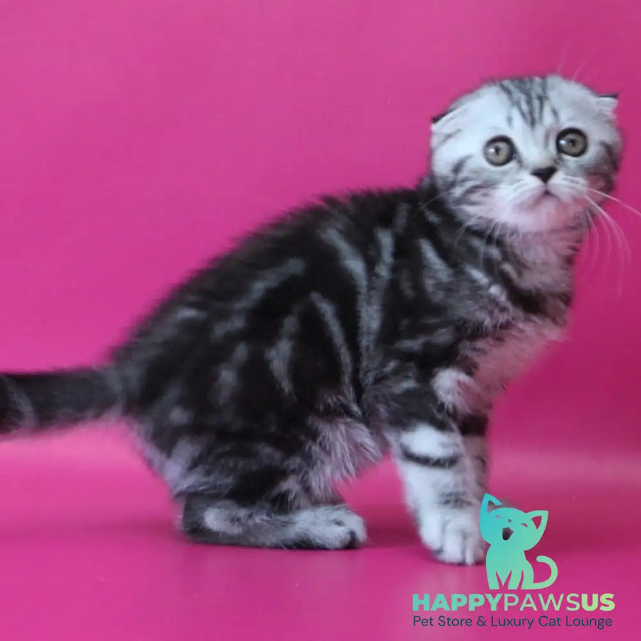 Sienna Scottish Fold female black silver tabby - live animals