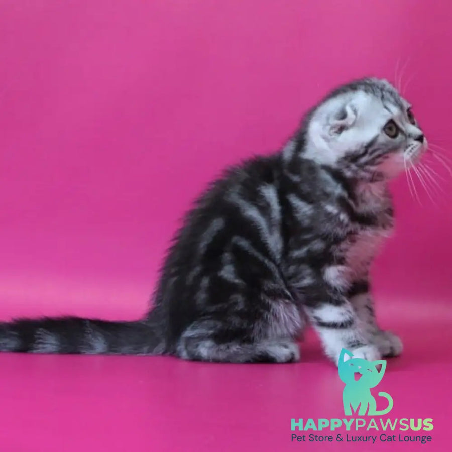 Sienna Scottish Fold female black silver tabby - live animals
