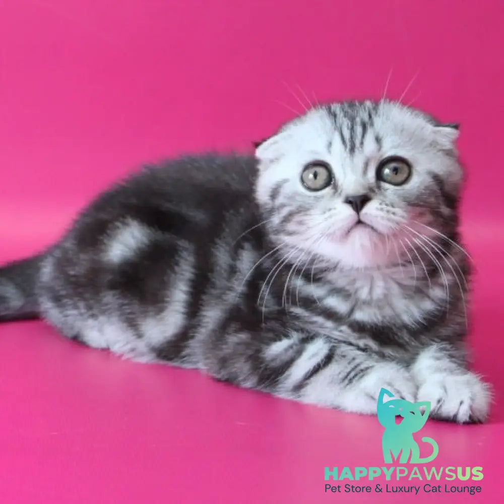 Sienna Scottish Fold female black silver tabby - live animals