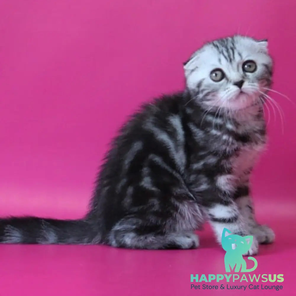 Sienna Scottish Fold female black silver tabby - live animals