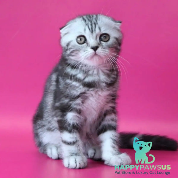 Sienna Scottish Fold female black silver tabby - live animals