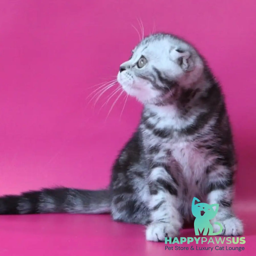 Sienna Scottish Fold female black silver tabby - live animals