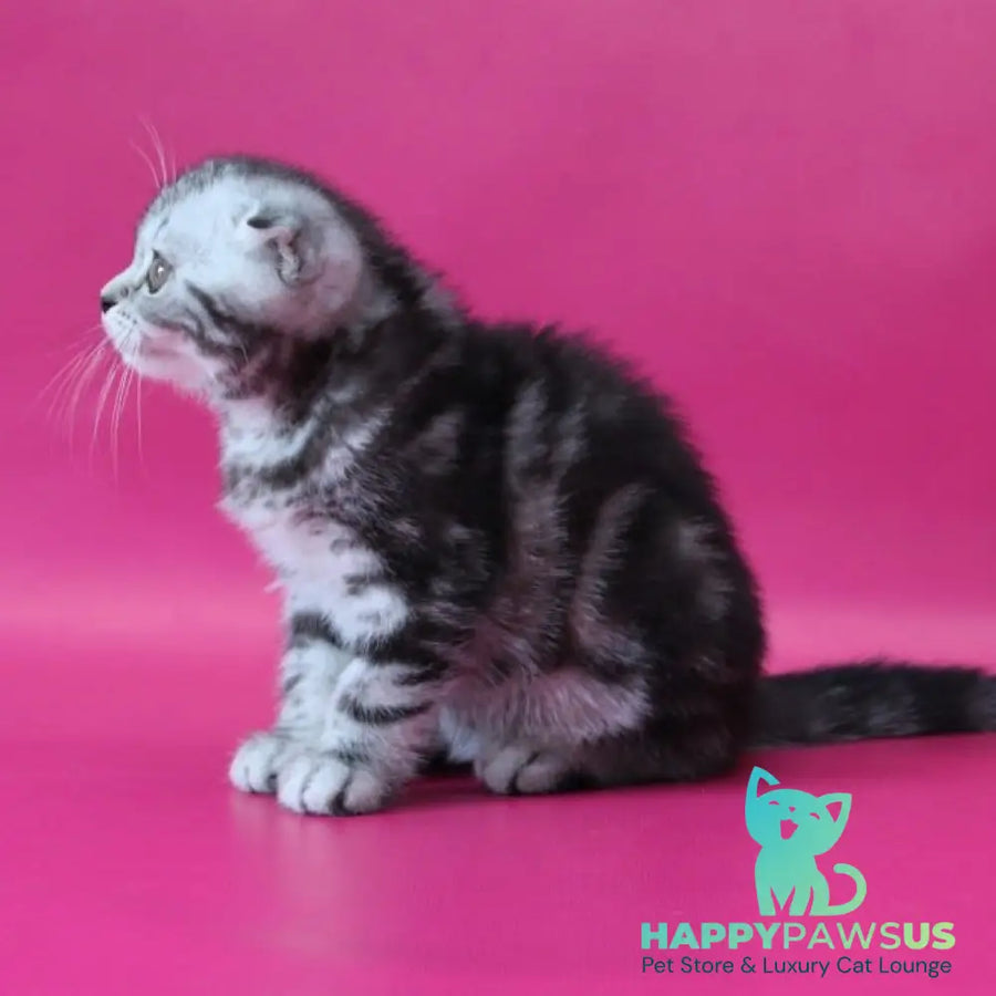 Sienna Scottish Fold female black silver tabby - live animals