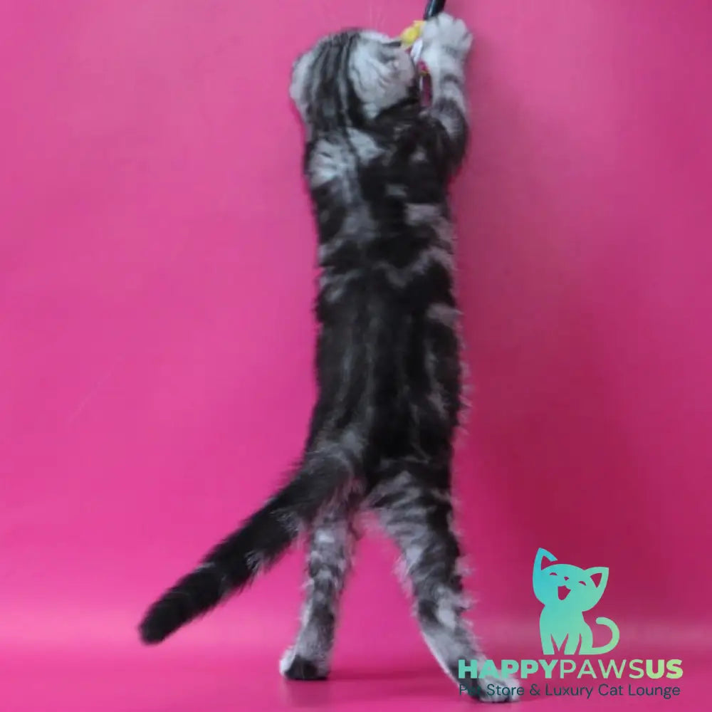 Sienna Scottish Fold female black silver tabby - live animals