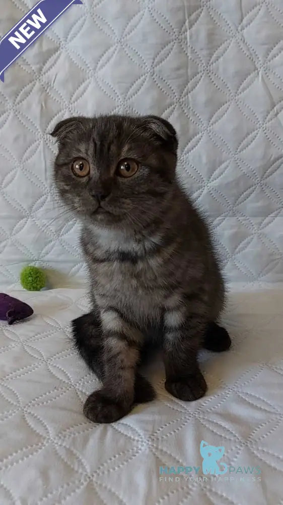 Silance Scottish Fold female black silver live animals