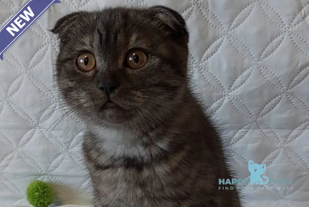 Silance Scottish Fold female black silver live animals