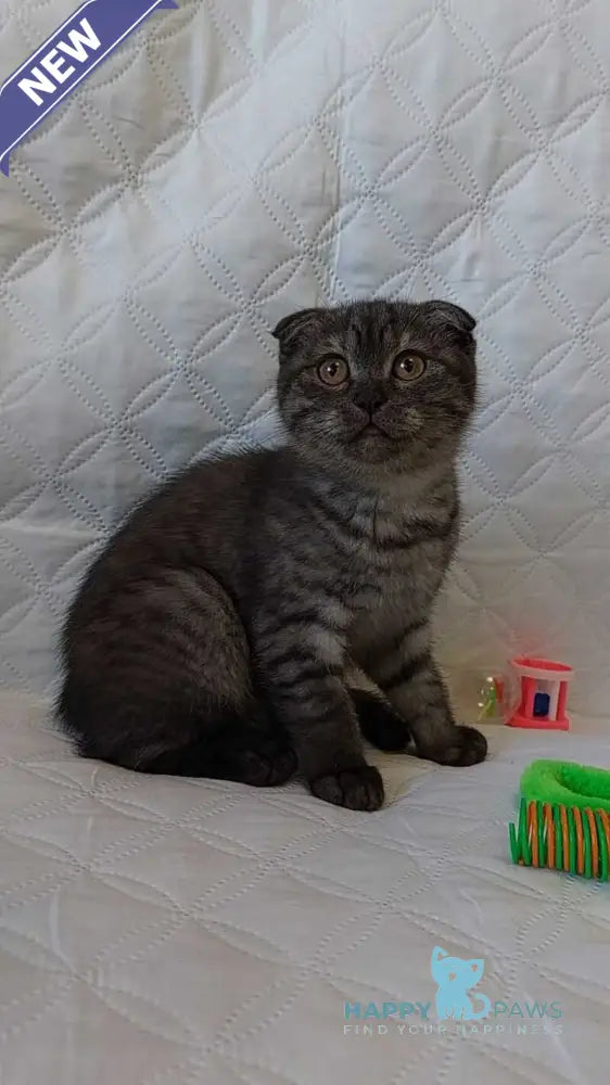 Silance Scottish Fold female black silver live animals
