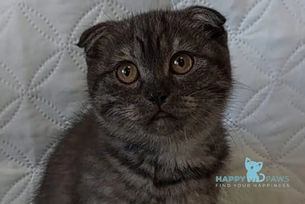 Silance Scottish Fold female black silver live animals