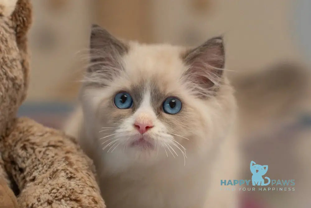Silas Ragdoll male seal bicolour live animals