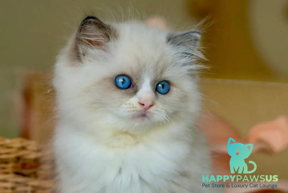 Silas Ragdoll female seal bicolour live animals
