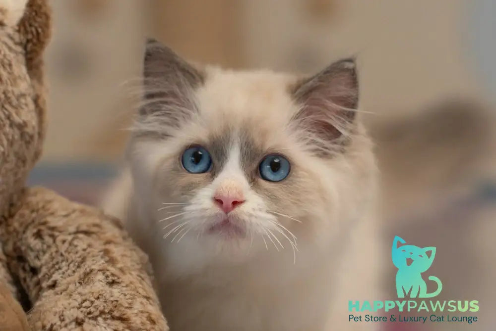 Silas Ragdoll male seal bicolour live animals