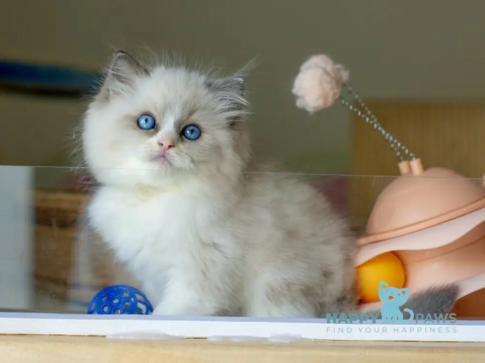 Silas Ragdoll female seal bicolour live animals