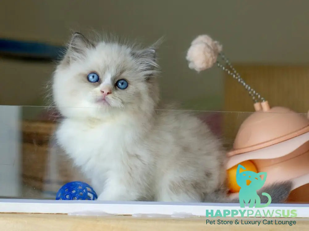 Silas Ragdoll female seal bicolour live animals