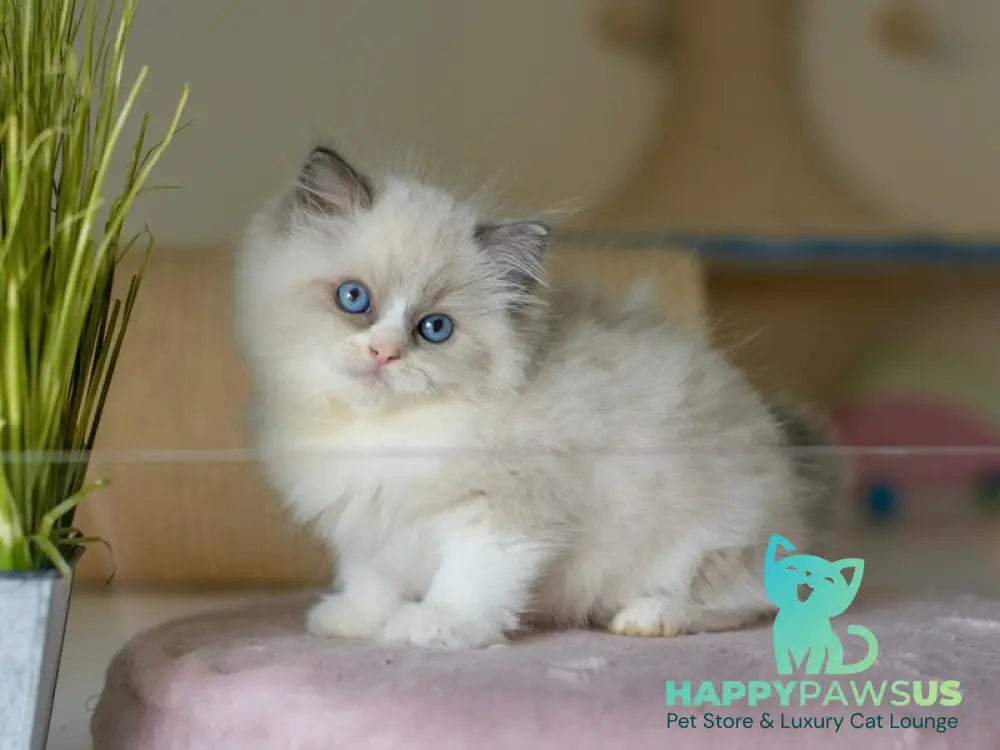 Silas Ragdoll female seal bicolour live animals