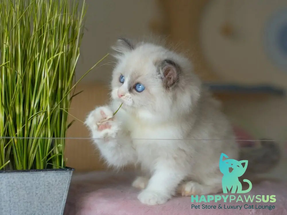 Silas Ragdoll female seal bicolour live animals