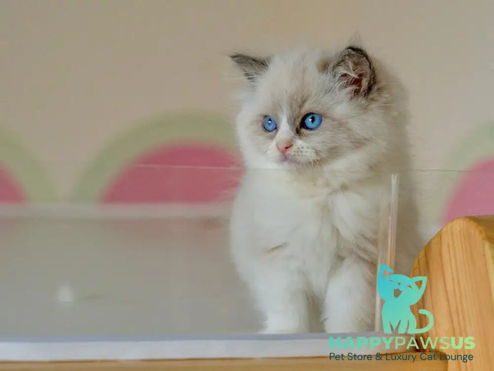Silas Ragdoll female seal bicolour live animals