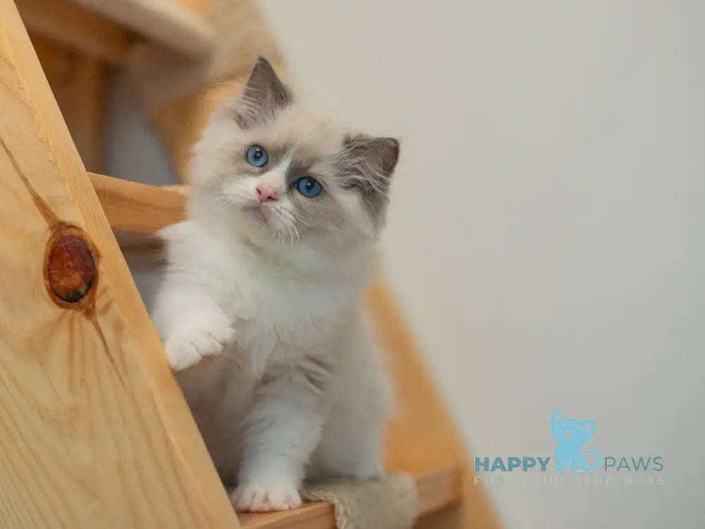 Silas Ragdoll male seal bicolour live animals