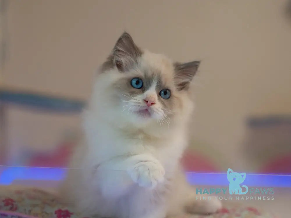 Silas Ragdoll male seal bicolour live animals