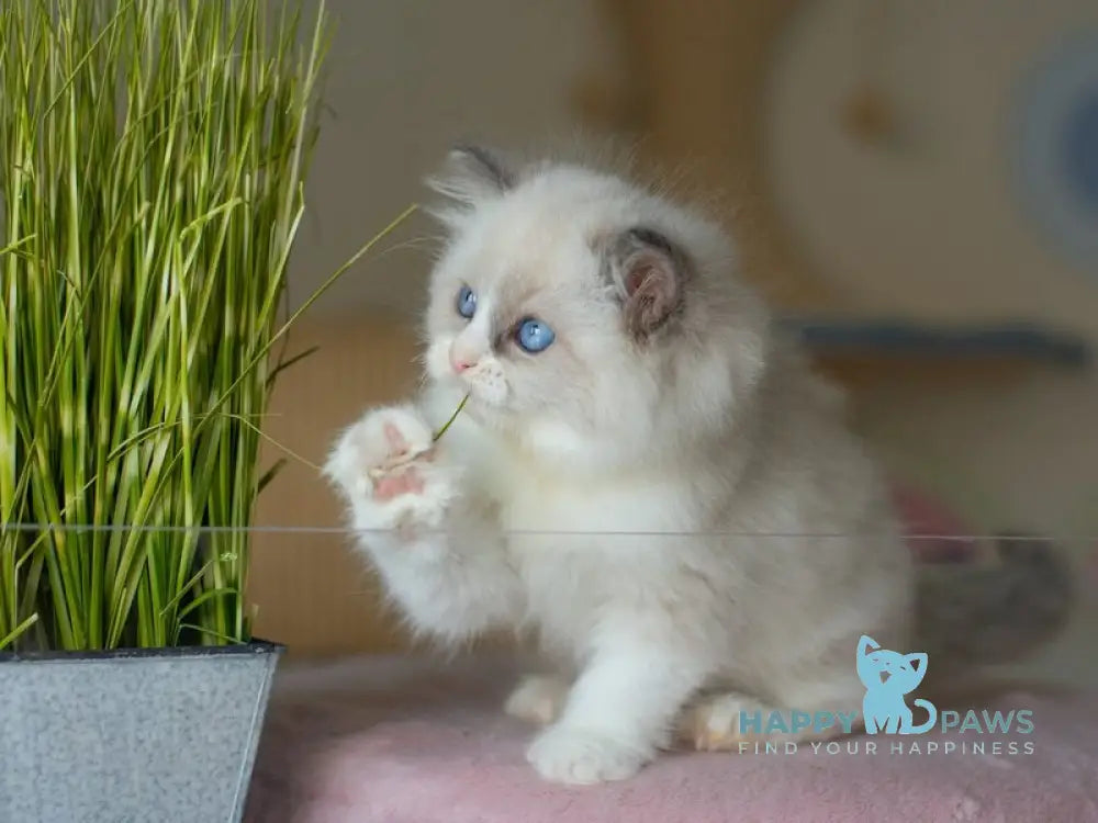 Silas Ragdoll female seal bicolour live animals