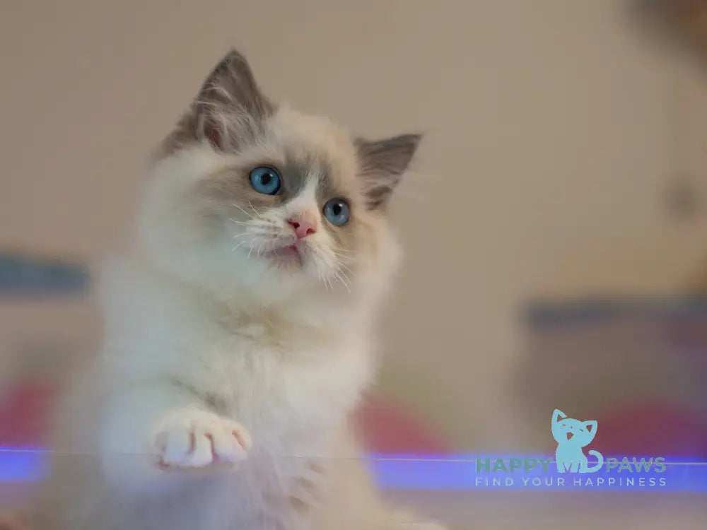 Silas Ragdoll male seal bicolour live animals