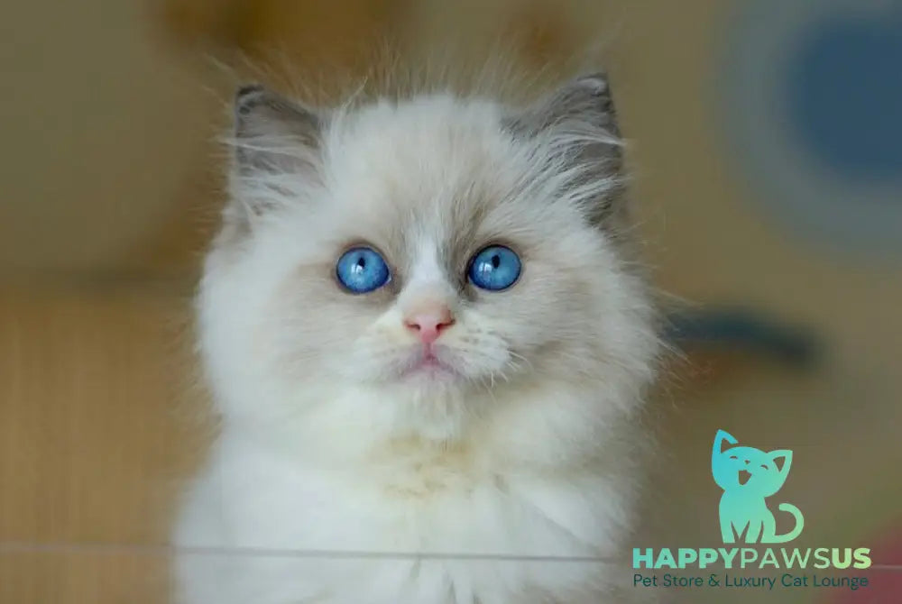 Silas Ragdoll female seal bicolour live animals