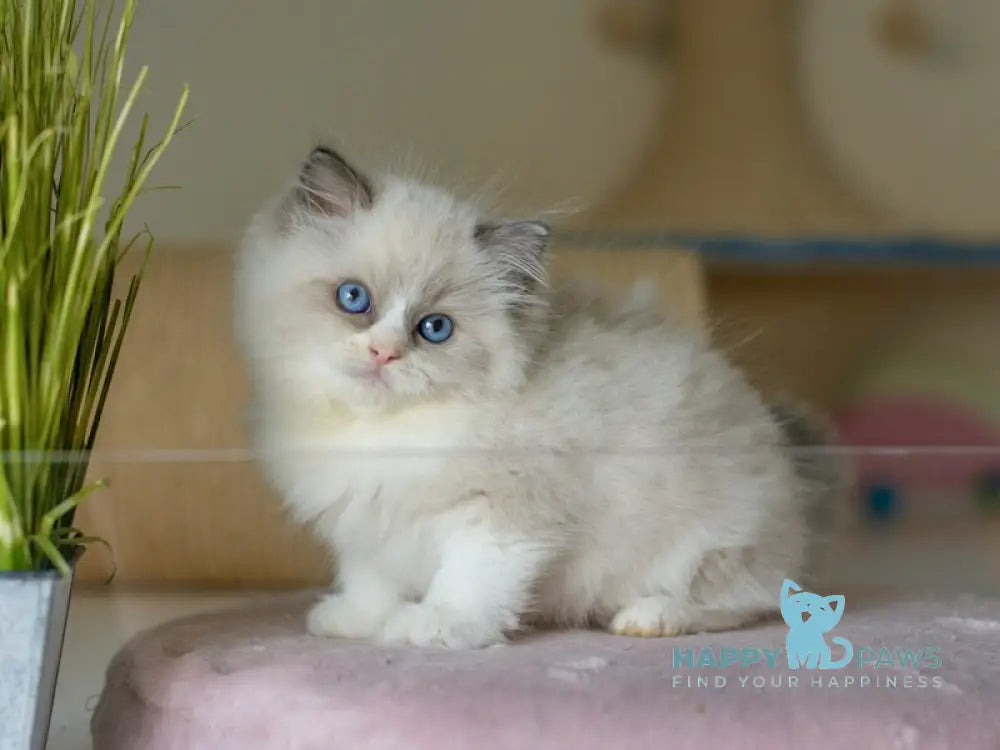 Silas Ragdoll female seal bicolour live animals