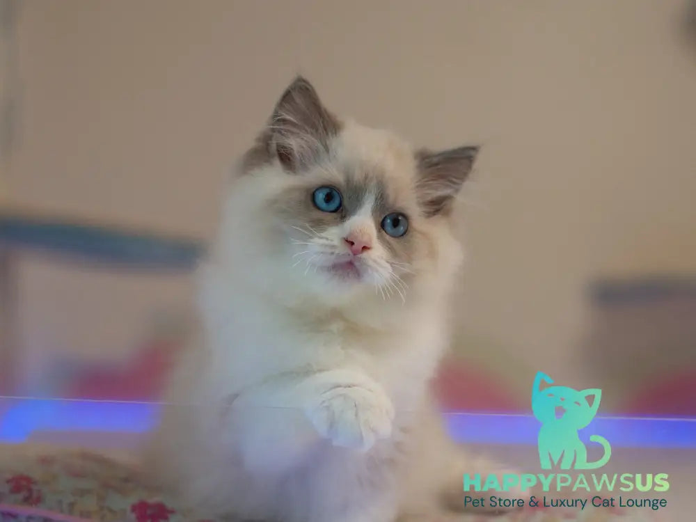 Silas Ragdoll male seal bicolour live animals